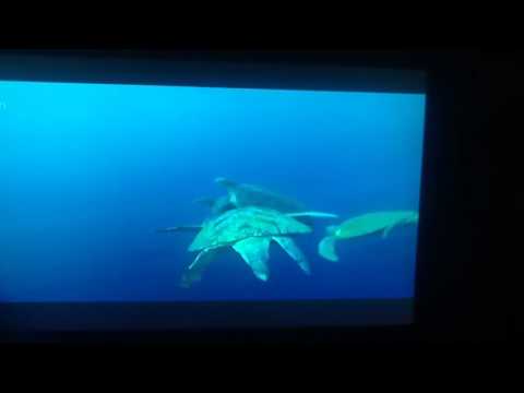 30.12.2016. Kilpikonna urosten  kilpailu parittelusta sekä uroslinnun kosiskelusta kuvaus.Yle 1.