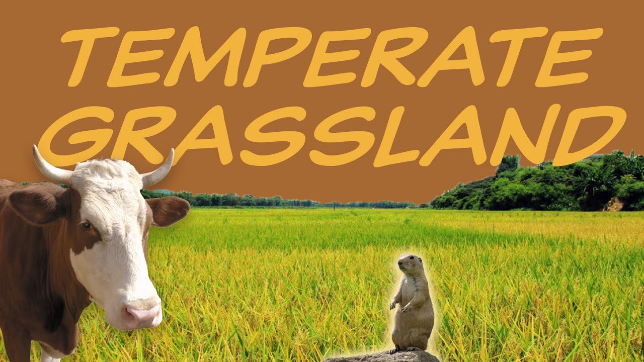 Educational video on plant and animal adaptations in temperate grasslands