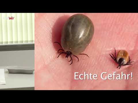 Neues vom LandwildDoc: Die Zecke