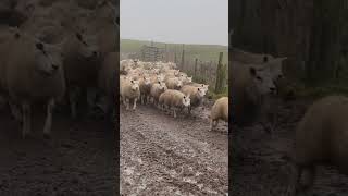 Greatest Sheep Dog Ever! Ozzy Man Quickies