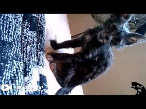 The moment of truth after bathing your cats, they will hate you