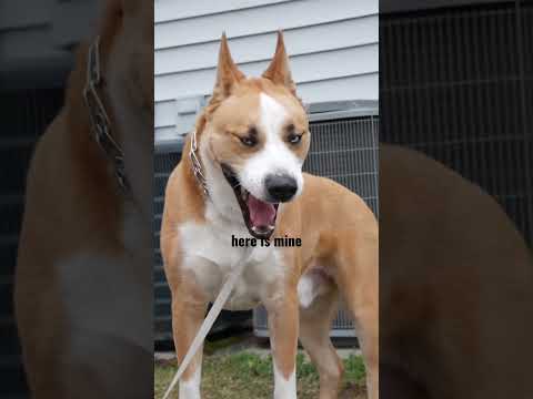 Husky Pitbull Mix. Follow for more Rio ♥️ #dogs #husky #pitbull #huskylovers #pitsky #dogrescue