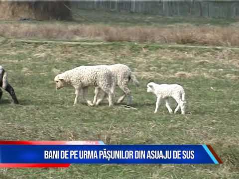 Bani de pe urma pășunilor din Asuaju de Sus