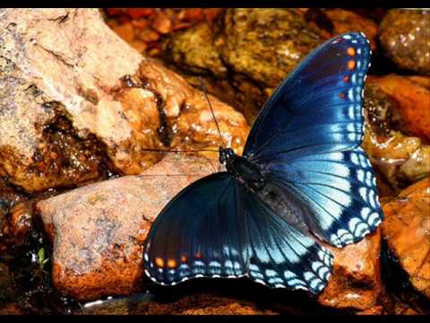 DTP/I.K.E.-LIKE A BUTTERFLY REMIX by Shareefa feat Lee Boogz