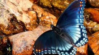 DTP/I.K.E.-LIKE A BUTTERFLY REMIX by Shareefa feat Lee Boogz