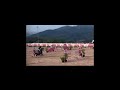 Hongre BWP Cheval de Sang Belge A vendre 2016 Gris par El torreo de muze