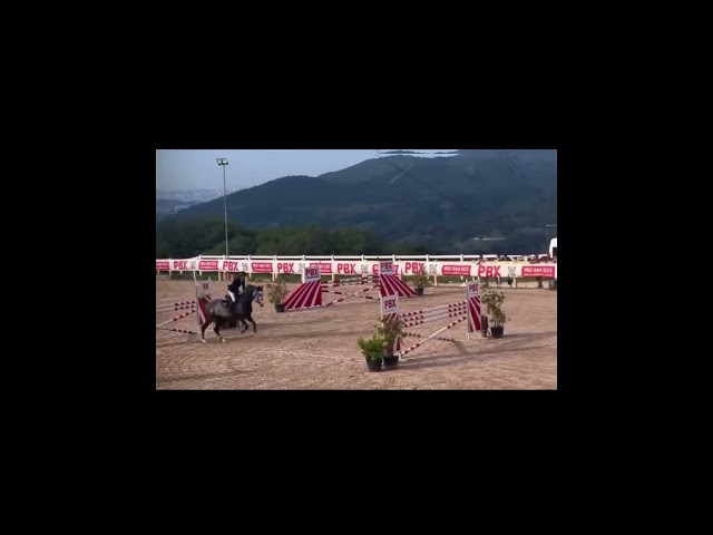 Hongre BWP Cheval de Sang Belge A vendre 2016 Gris par El torreo de muze