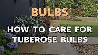 How to Care for Tuberose Bulbs