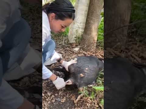 , title : '医生帮怀孕的猪接生了一个小猪/Doctor delivers a baby pig to a pregnant pig'