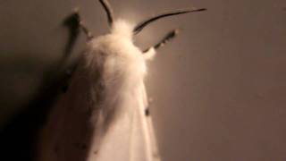 White Moth