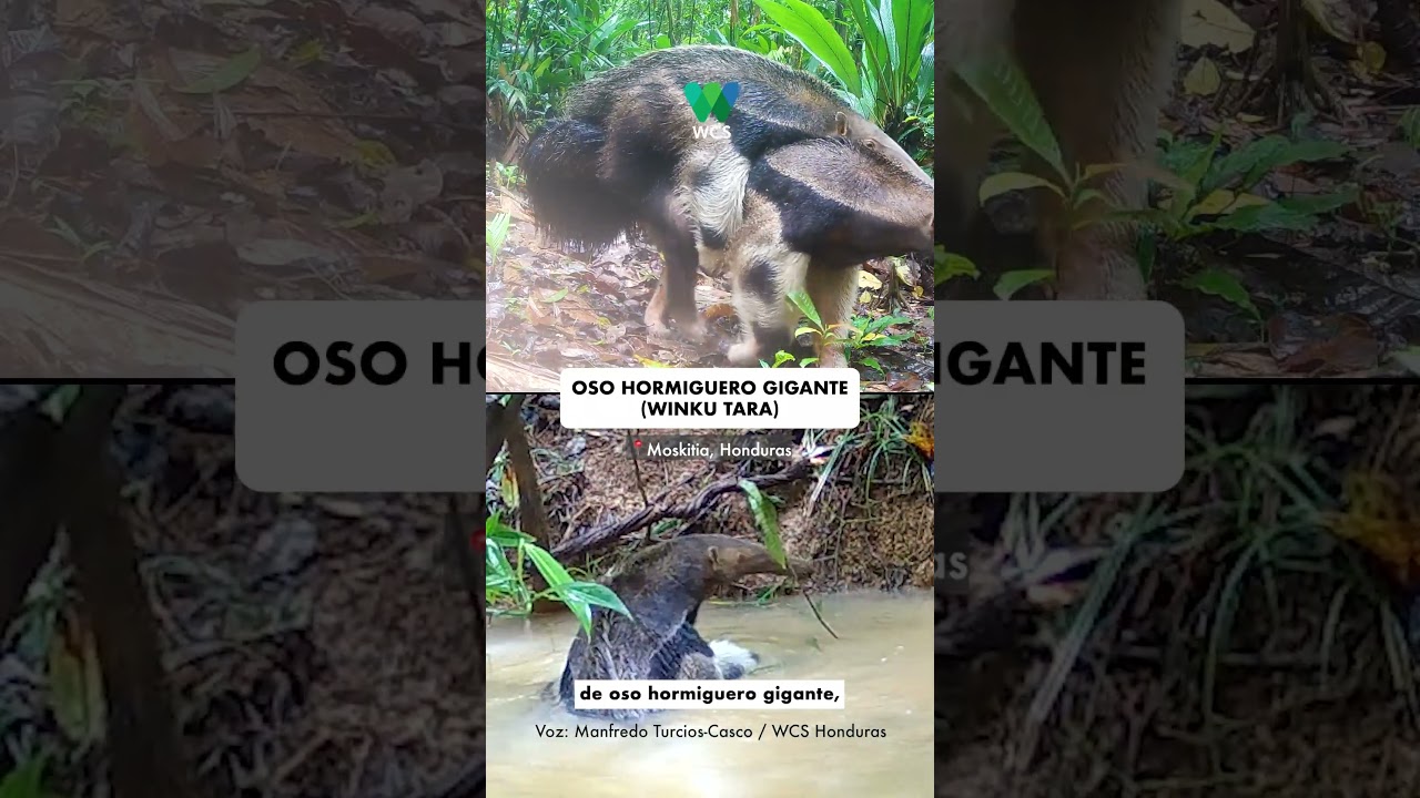 Proyecto para la conservación del oso caballo avanza en Honduras con financiamiento internacional