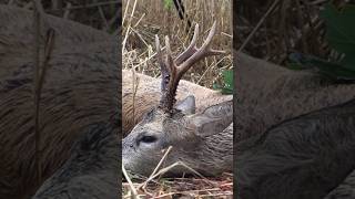 Pächterbock! Jagd in Mecklenburg Vorpommern