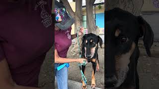 Video preview image #1 Doberman Pinscher Puppy For Sale in Pasadena, CA, USA