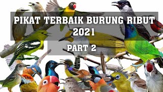 Download lagu SUARA BURUNG RIBUT UNTUK PIKAT 2021 ANTI ZONK PART 2 mp3