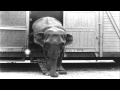Circus Arrives In New York City For Its Annual Tour HD Stock Footage