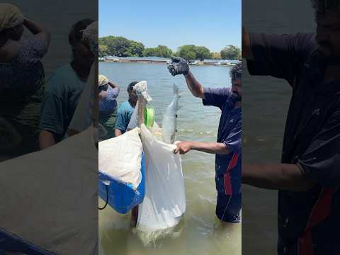 Simple Plastic Bottle Trap for Catching Mullet Fish #fishing