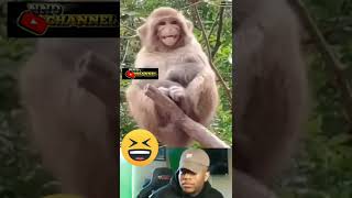 Download lagu MEME LUCU VIDEO LUCU | monyet ketawa mp3 Download lagu MEME LUCU VIDEO LUCU | monyet ketawa mp3