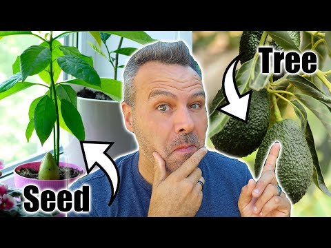 The BEST Way to Grow an Avocado Tree