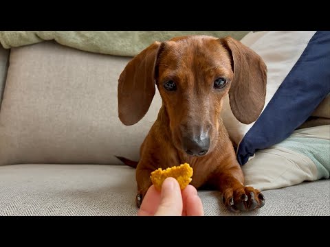 Mini dachshund makes (and taste tests!) pumpkin dog treats