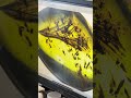 Fossil Dinosaur Feather In Amber Paleontology