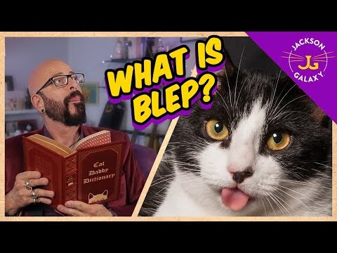 What is Blep? | Cat Daddy Dictionary