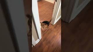 Video preview image #1 Beagle-Unknown Mix Puppy For Sale in Dunnellon, FL, USA