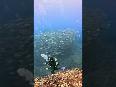 Surrounded by a Fish Tornado in Okinawa