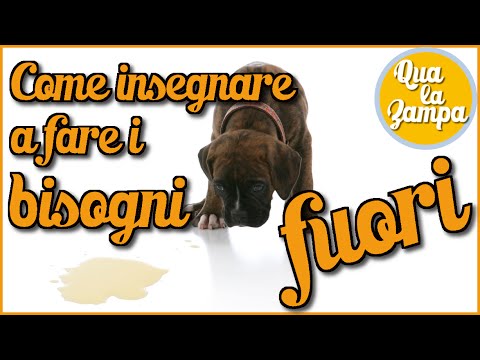 Come completamente portare parassiti di un organismo Come liberarsi da vermi di Acquario