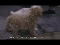 Toy Poodle dogs for sale: Kody Toy - Video 1