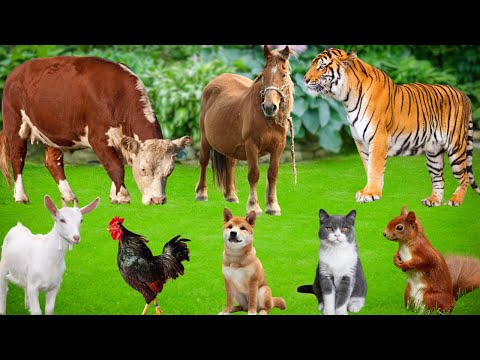 Playful Animals: Cat, Puppy, Duck, Sheep, Squirrel, Rabbit, Cow, Monkey, Elephant – Animal Sounds