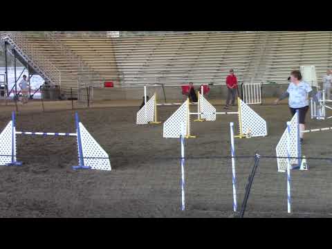2017-12-27 Rottweiler agility: Raven 24" AKC Novice JWW Q1