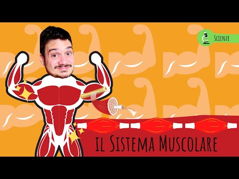 IL SISTEMA MUSCOLARE - Le scienze spiegate FACILI