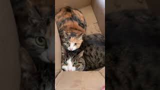 Download lagu Ketika duo semangka bersiap menyerang 😍 #shorts mp3 Download lagu Ketika duo semangka bersiap menyerang 😍 #shorts mp3