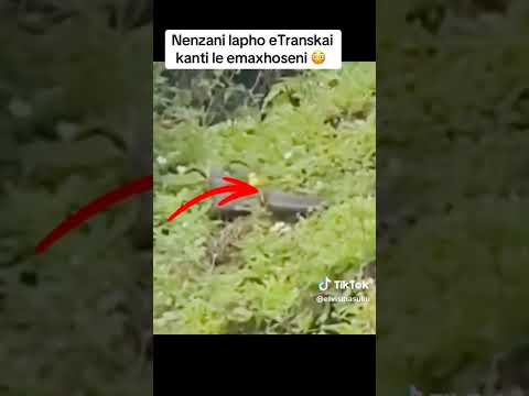 nangu umnikazi wamanzi