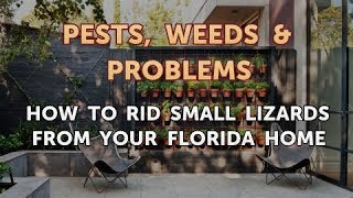How to Rid Small Lizards From Your Florida Home