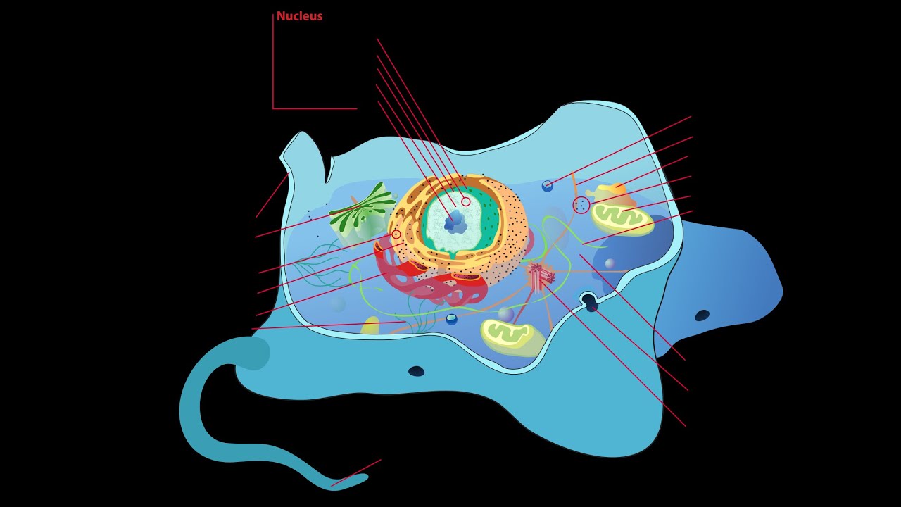 ¿Qué es una célula? Fisiología