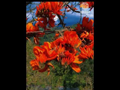 CEIBA FLORECIDA "ARBOL INSIGNIA DE ZETAQUIRA"