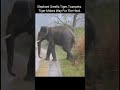 Elephant Blows Trumpet Tiger Hurriedly Gives Right Of Way