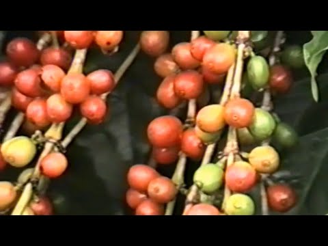 CAFEICULTURA Saudades 1990 (COFFEA ARABICA) CAFÉ SUMATRA PLANTAÇÃO TRADICIONAL, OURO VERDE SÃO PAULO