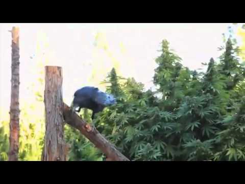 Maurycy RA - Nie ma to jak dobre ziółko [OFFICIAL HD]