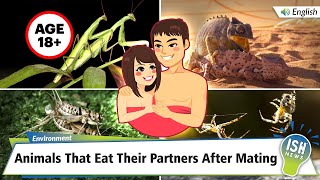 Animals That Eat Their Partners After Mating