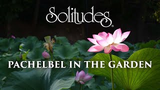 Dan Gibson’s Solitudes - Serenity | Pachelbel in the Garden