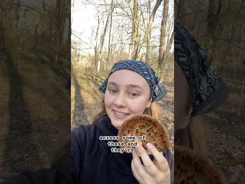 The abundant and delicious Pheasant back mushroom! #foraging #homestead #mushroom