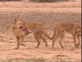 Chroniques De L Australie Sauvage Episode 8 Un Séducteur Habile