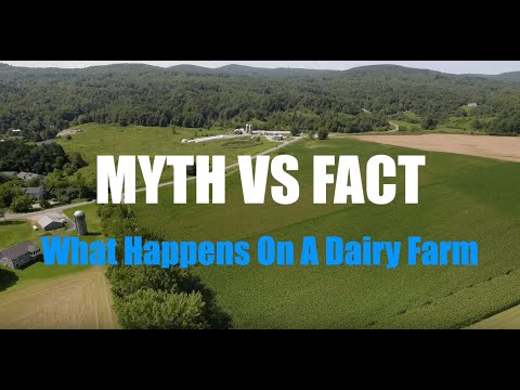 Myth vs. Fact: What Happens on a Dairy Farm