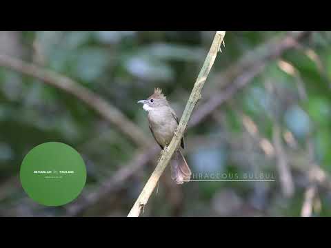 Bulbul okrový (Alophoixus ochraceus) — spev a hlas v prírode