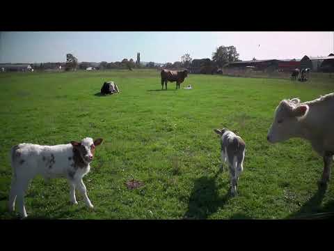 Mesnica Bebrinka - Slavonski Brod