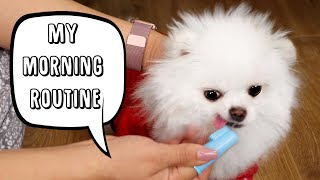 My Morning Routine! Teacup Pomeranian Edition 🐶