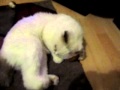 Hat The Scottish Fold Cat Playing With His Christmas Pudding Toy
