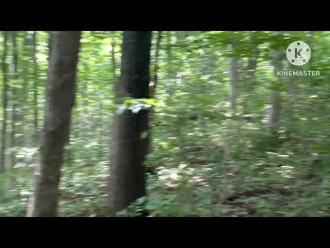 10 August 2025 Huge Woodknock 